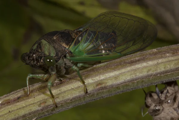 Vers naar voren gekomen cicade — Stockfoto