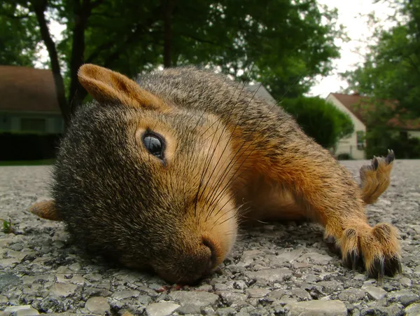 Alvó mókus Stock Kép