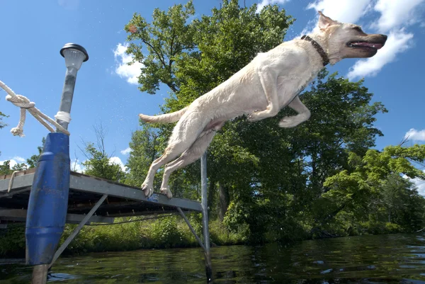 Jumping Dog Φωτογραφία Αρχείου