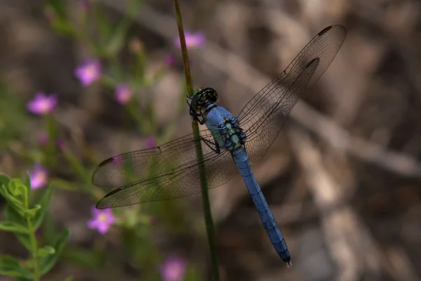 蓝蜻蜓 — 图库照片