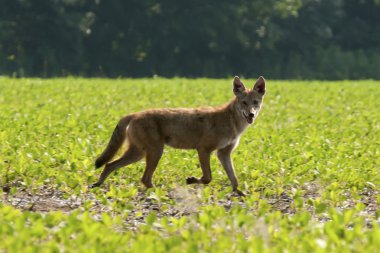 Rogue Coyote clipart