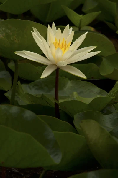 Stock image Yellow Water Lily