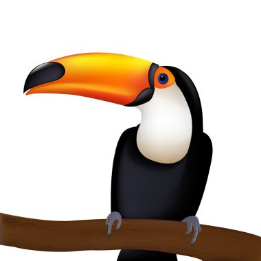 Toucan clipart