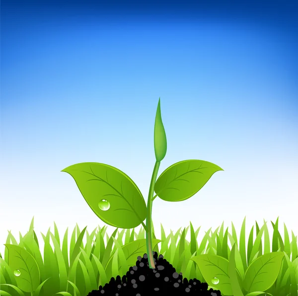 Grama verde e planta jovem — Vetor de Stock