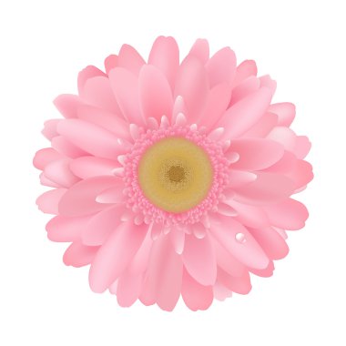 pembe gerbera