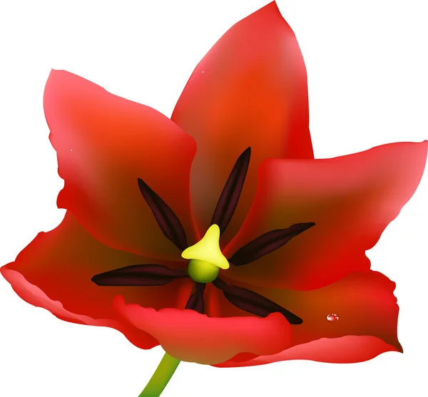 Tulipán rojo — Archivo Imágenes Vectoriales