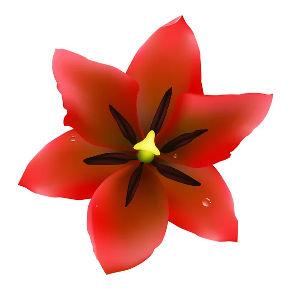 Červený Tulipán — Stockový vektor