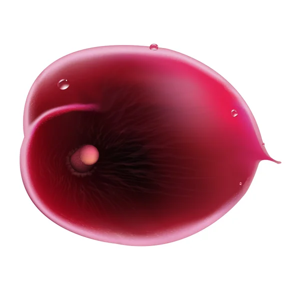 Lys calla violet — Image vectorielle