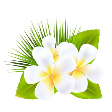 Frangipani clipart