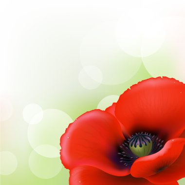 Red Poppy clipart