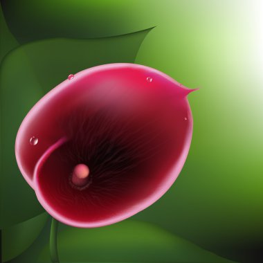 Zambak