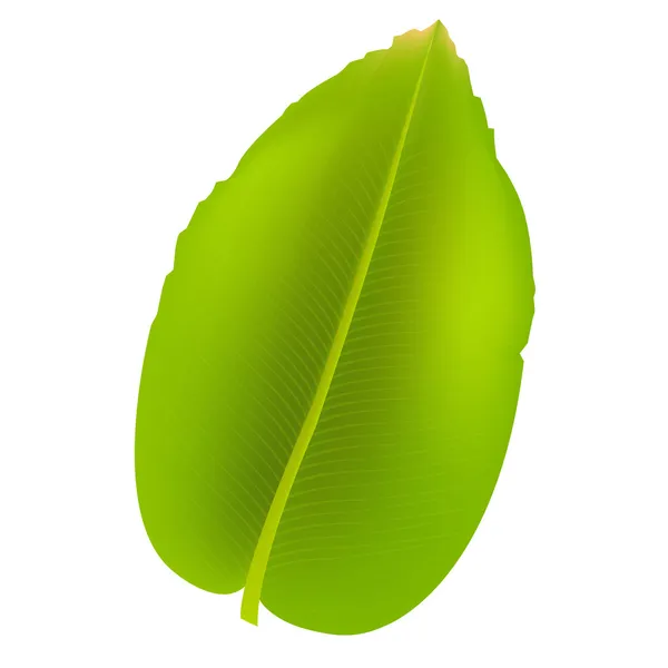 Банановый лист — стоковый вектор