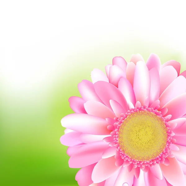 Gerbero di bellezza rosa — Vettoriale Stock