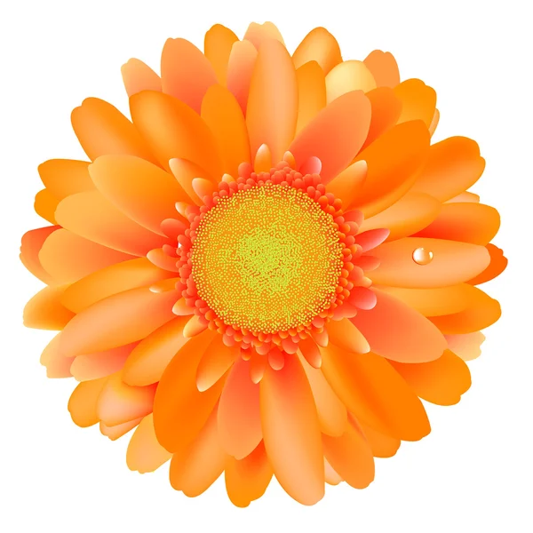 Gerber orange — Image vectorielle