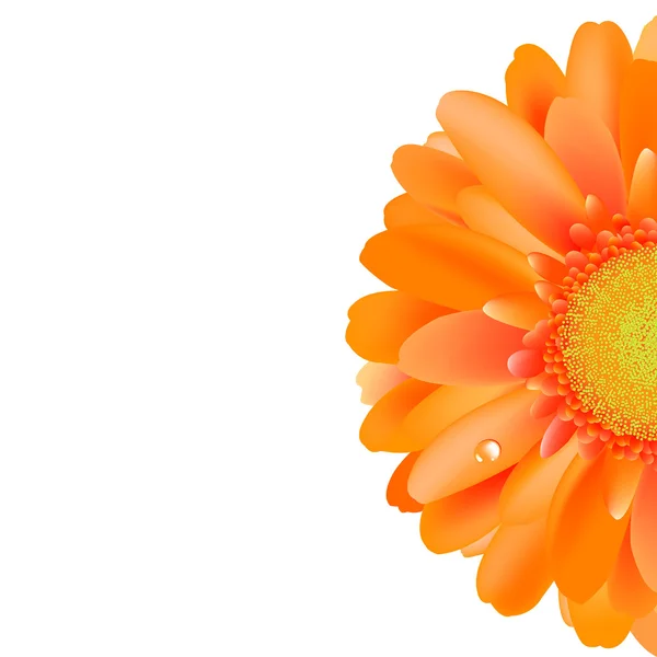 Gerber orange avec goutte d'eau — Image vectorielle
