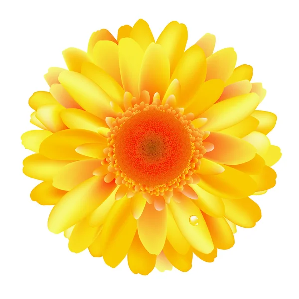 Gerber jaune — Image vectorielle