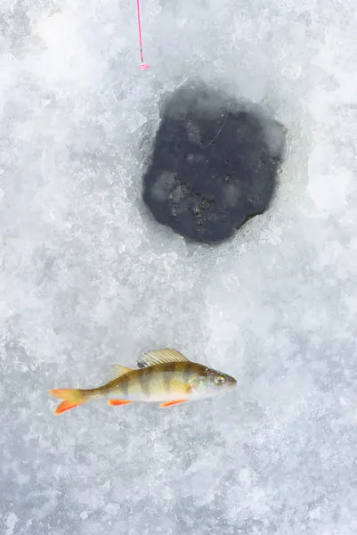 Furo de gelo e peixe poleiro — Fotografia de Stock