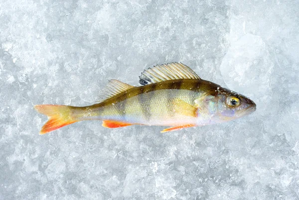Gelo e perca de peixe — Fotografia de Stock