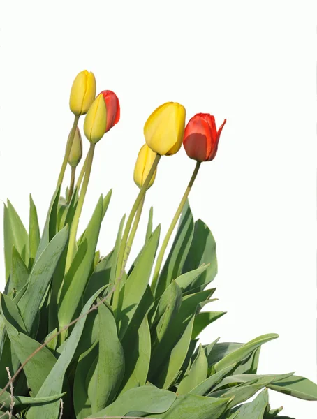 Тюльпаны — Stock Photo, Image