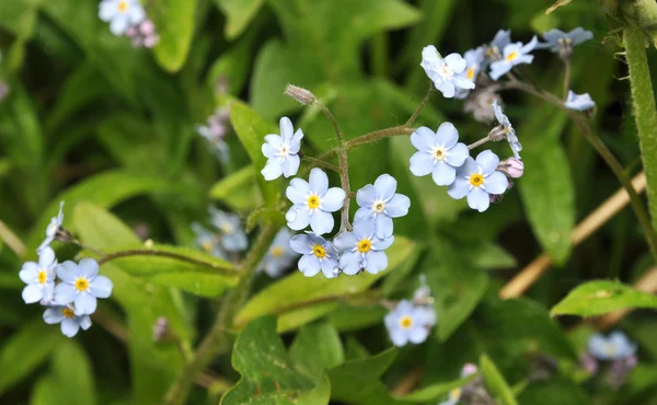 Forget-me-nots — Stock Photo, Image