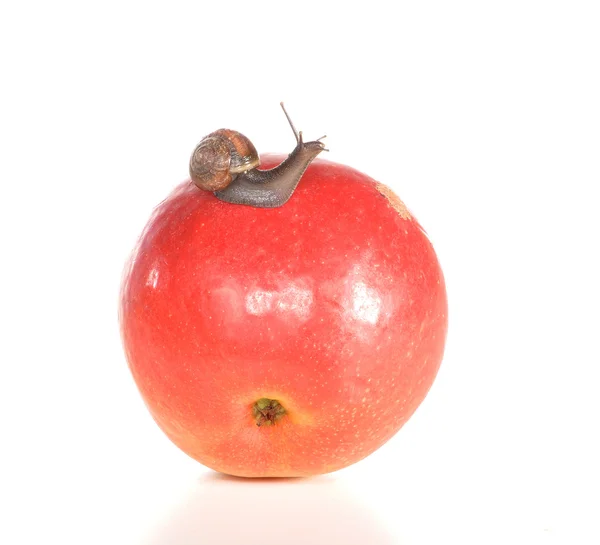 L'escargot rampant sur une pomme — Photo