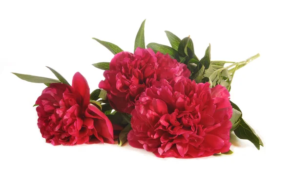 The bouquet of peonies lies on a table — Stock Photo, Image