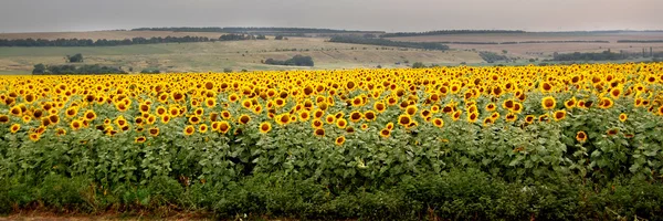 Pole se slunečnicemi — Stock fotografie