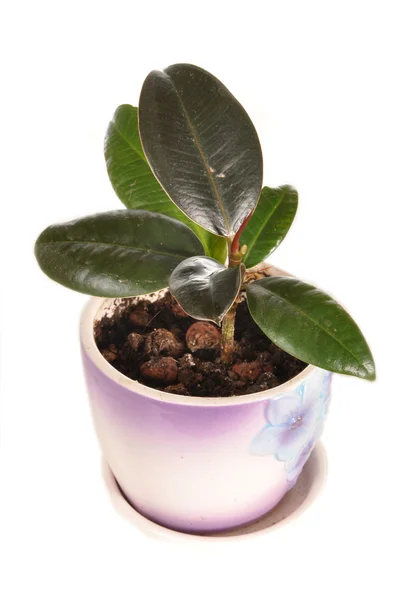 Ficus in a pot — Stock Photo, Image