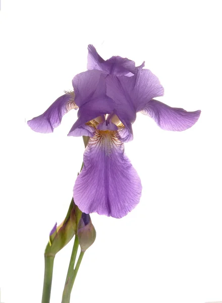 Iris çiçeği