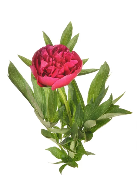 Красный цветок пиона — стоковое фото