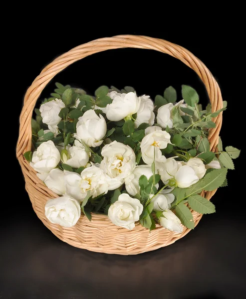 Белые розы лежат в корзине — стоковое фото