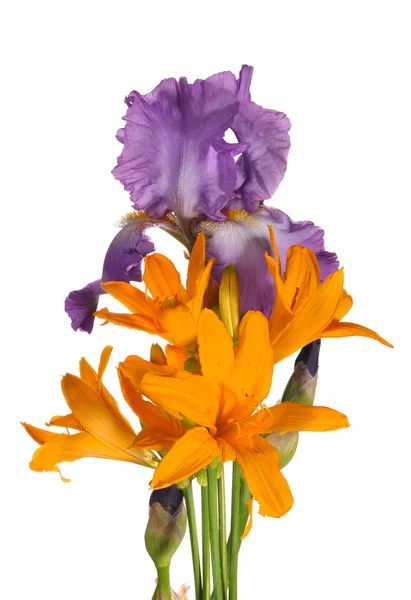 Bouquet from an iris and a daylily — Stock Photo, Image