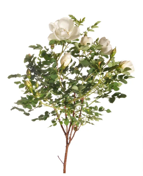 Grønn av en hvit rose – stockfoto
