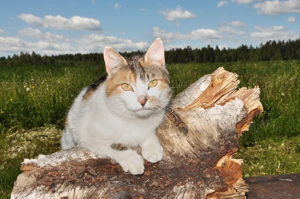 Katze auf einem Stumpf — Stockfoto