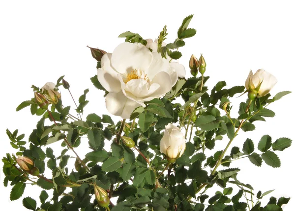 Bush bílou růži — Stock fotografie