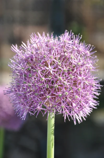 The onions порей blossom — Stockfoto