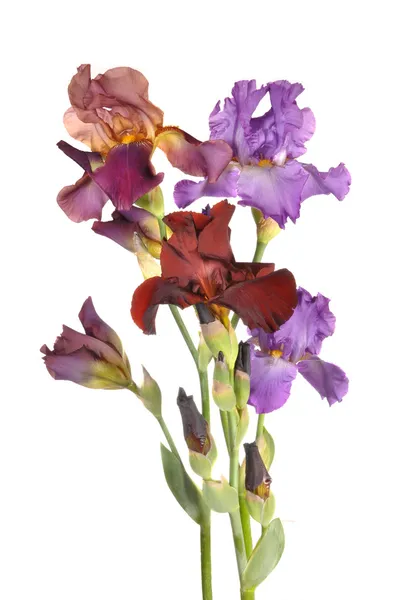 Multi-colored irises — Stock Photo, Image