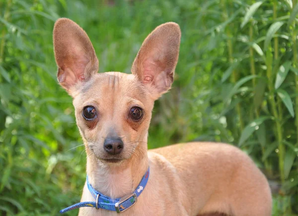 stock image Toy terrier on a belt