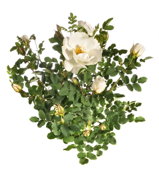 Bush de una rosa blanca —  Fotos de Stock