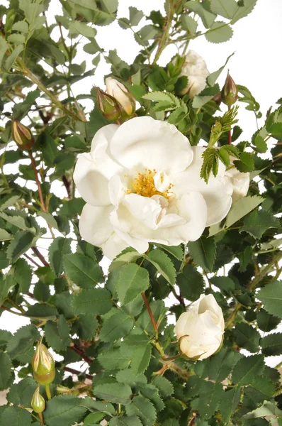 Rosa branca florescente — Fotografia de Stock