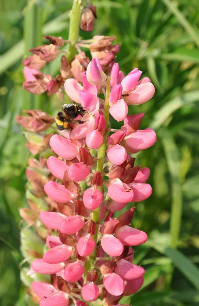 Bumblebee on a lupine flower — Stock Photo, Image