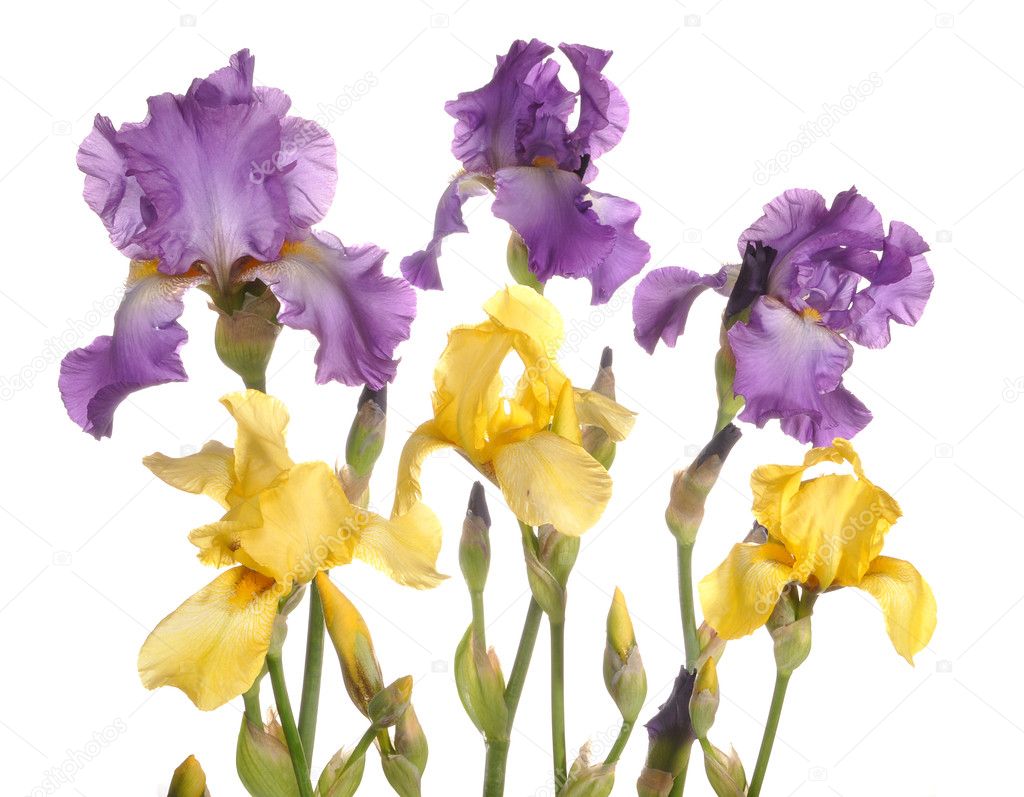 Group of irises