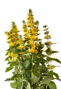 Lysimachia punctata çiçekler;