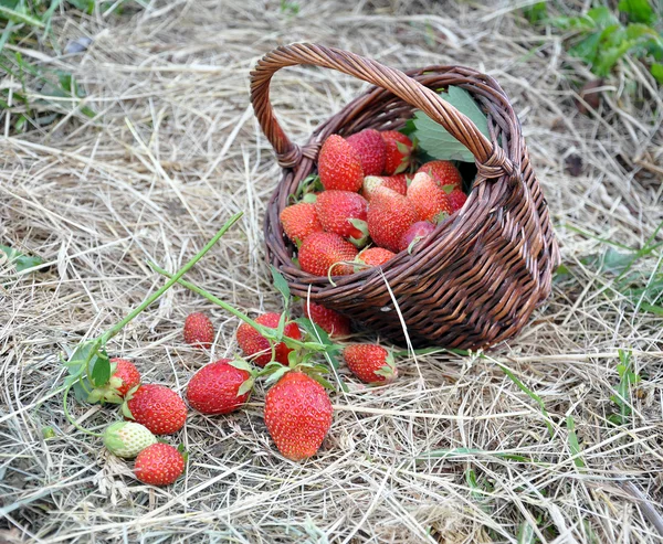 イチゴのバスケットは干し草に位置します。 — ストック写真