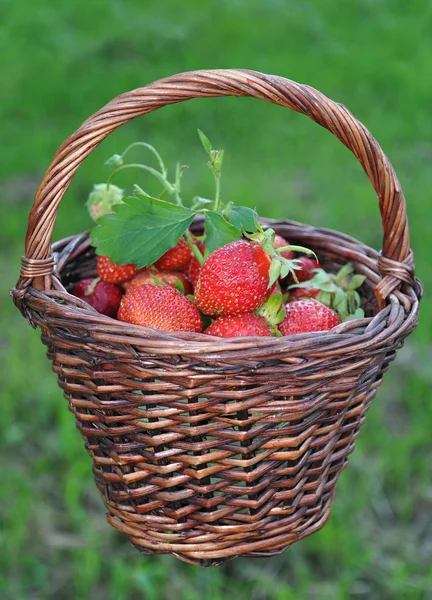 Korg med en jordgubbe mot ett gräs — Stockfoto