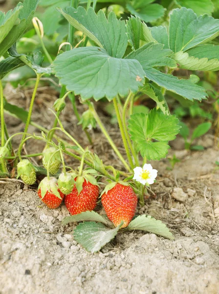 草莓布什 — 图库照片