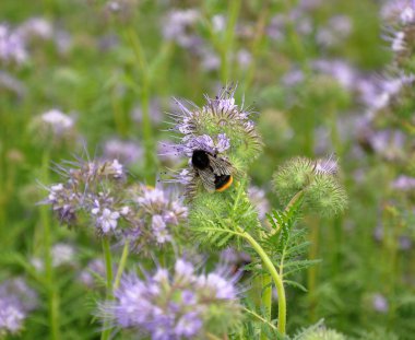 Bumblebee lucerne üzerinde