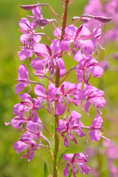 The willow-herb grass — Stock Photo, Image