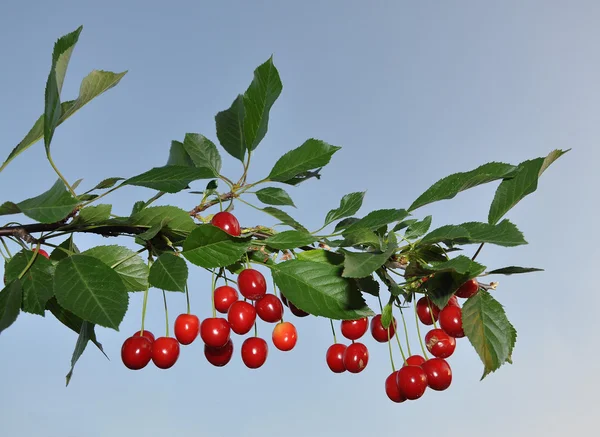 Plody cherry — Stock fotografie