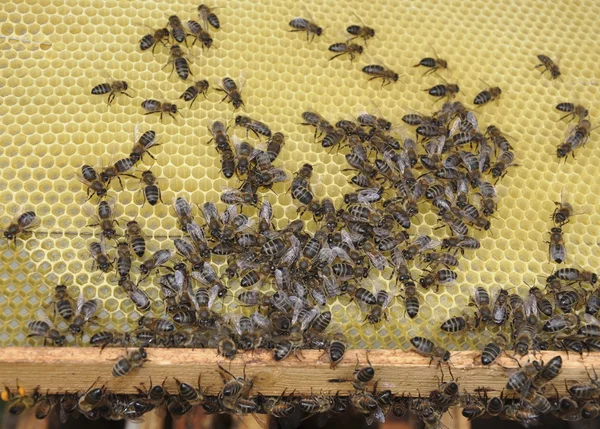 Las abejas en una colmena — Foto de Stock